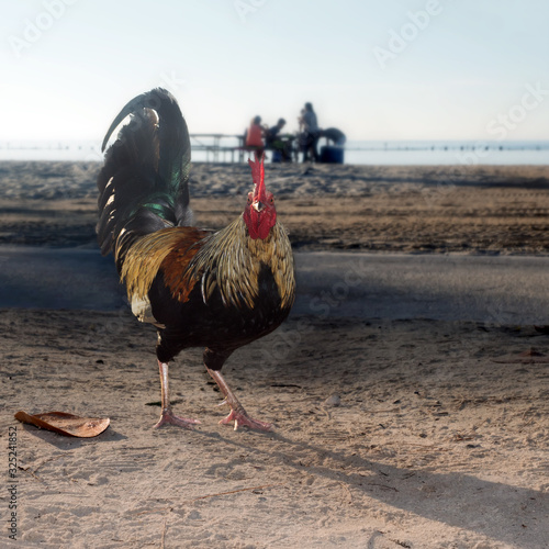 Multi-colored rooster on the background of resting people and the beach. Key West Island, Florida, USA