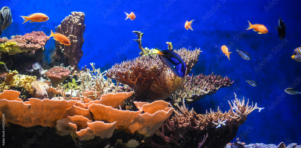 Fototapeta premium Colorful fish aquarium
