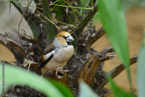 The outdoor fringillidae birds in the park