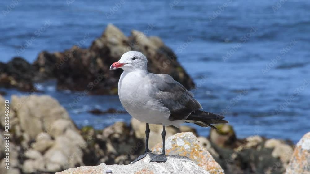 Seagull standing on a rock at monterey, California. Camera locked. Seagull standing on a rock at monterey, California. Camera locked.