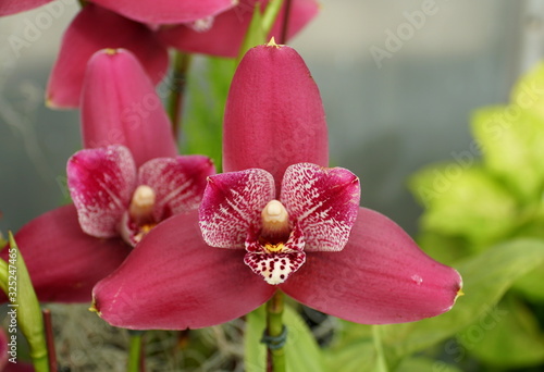 Close up of a beautiful dark red Lycaste orchid flower photo