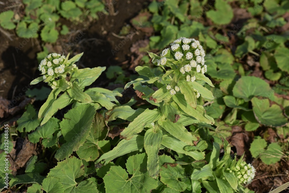 Butterbur shoot is a bittersweet wild vegetable grown in spring. Butterbur shoot is a bittersweet wild vegetable grown in spring.