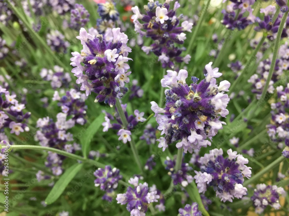 花 花