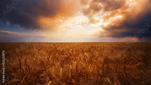 A wheat field on a farm at sunset on the eastern plains of  Colorado. There is a very dramatic sunset.