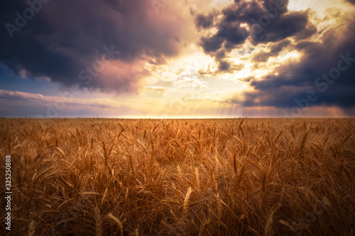 A wheat field on a farm at sunset on the eastern plains of  Colorado. There is a very dramatic sunset.