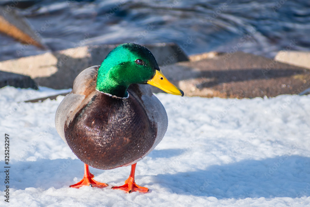 A close portrait of a mail duck in snow A close portrait of a mail duck in snow