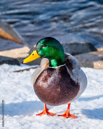 A close portrait of a mail duck in snow