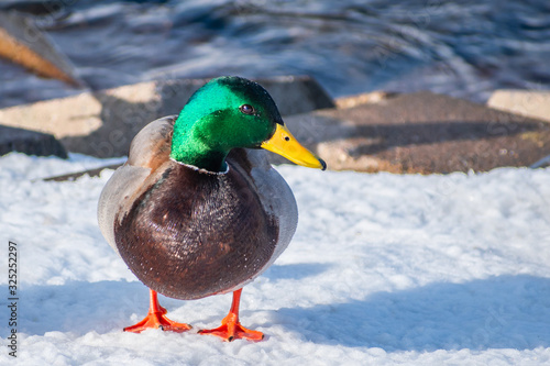 A close portrait of a mail duck in snow