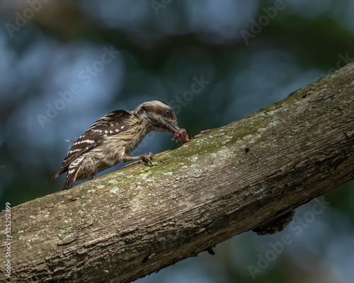 The Grey-capped Pygmy Woodpecker (Yungipicus canicapillus) is an Asian bird species of the woodpecker family photo