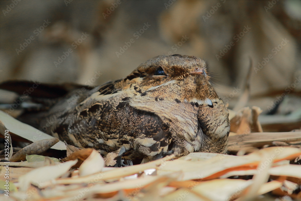 camouflage of a male indian jungle nightjar or grey nightjar (caprimulgus indicus) on forest ground, coutryside of west bengal in sundarbans delta region, india