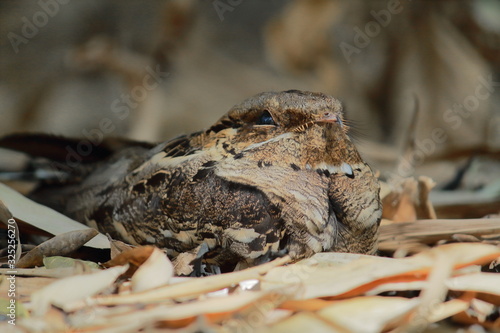 camouflage of a male indian jungle nightjar or grey nightjar  caprimulgus indicus  on forest ground  coutryside of west bengal in sundarbans delta region  india
