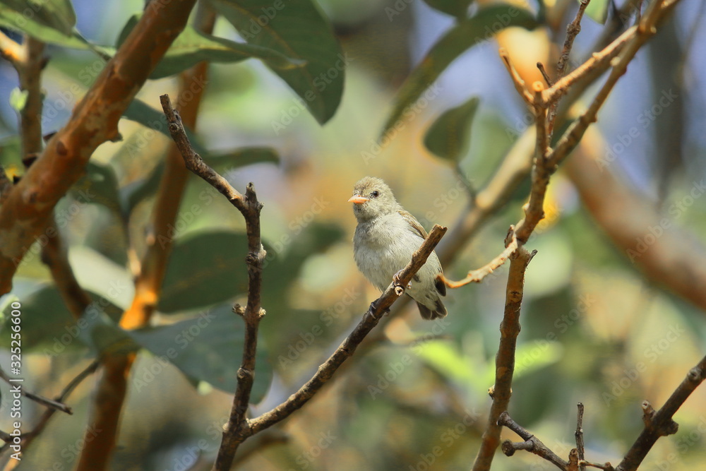 a female pale-billed flowerpecker or tickell's flowerpecker (dicaeum erythrorhynchos) sitting on a branch, west bengal in india a female pale-billed flowerpecker or tickell's flowerpecker (dicaeum erythrorhynchos) sitting on a branch, west bengal in india
