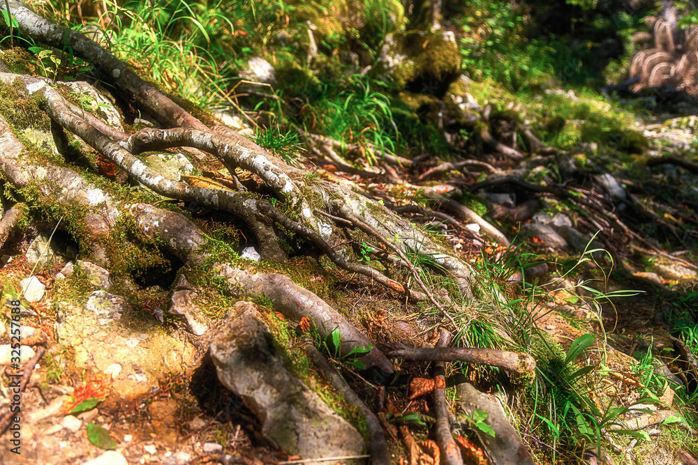 Tree Stump in the Forest under the Sunlight Tree Stump in the Forest under the Sunlight