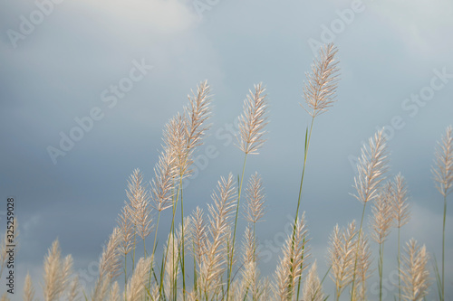Saccharum spontaneum flower on cloudy sky background  golden kans grass and calm weather
