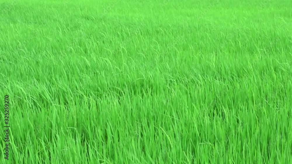 Green paddy rice field moving by windy, Landscape green nature with wind breeze Green paddy rice field moving by windy, Landscape green nature with wind breeze