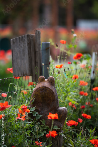 Poppies blooming in the backyard during springtime photo