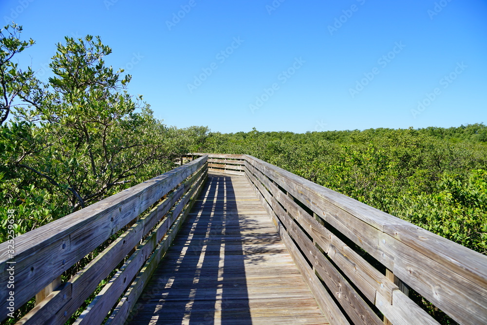 boardwalk crossing the swamp tree