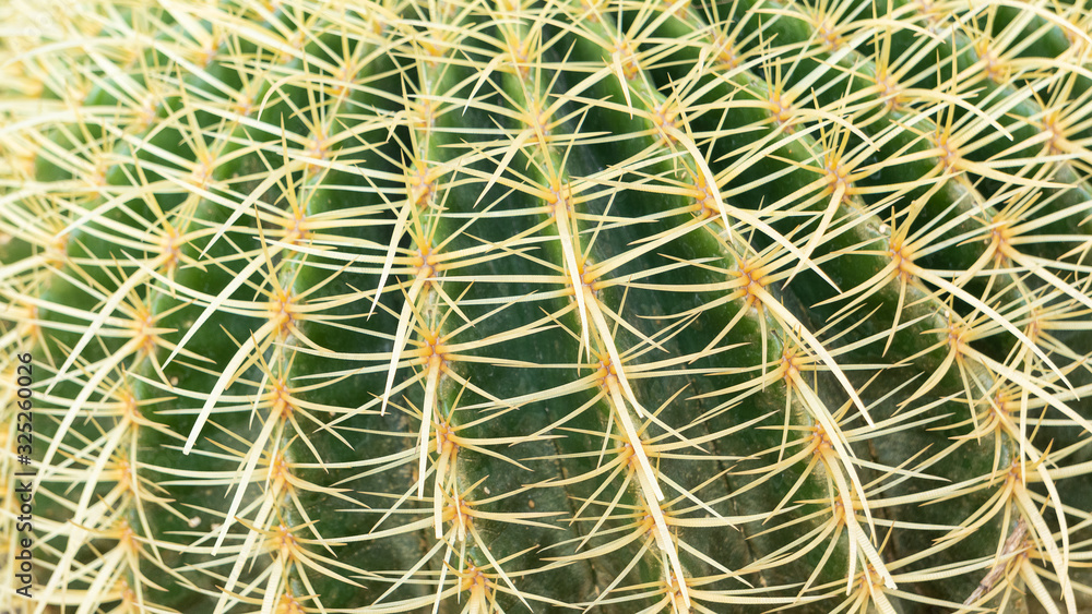Cactus with a beautiful green name Cactus with a beautiful green name