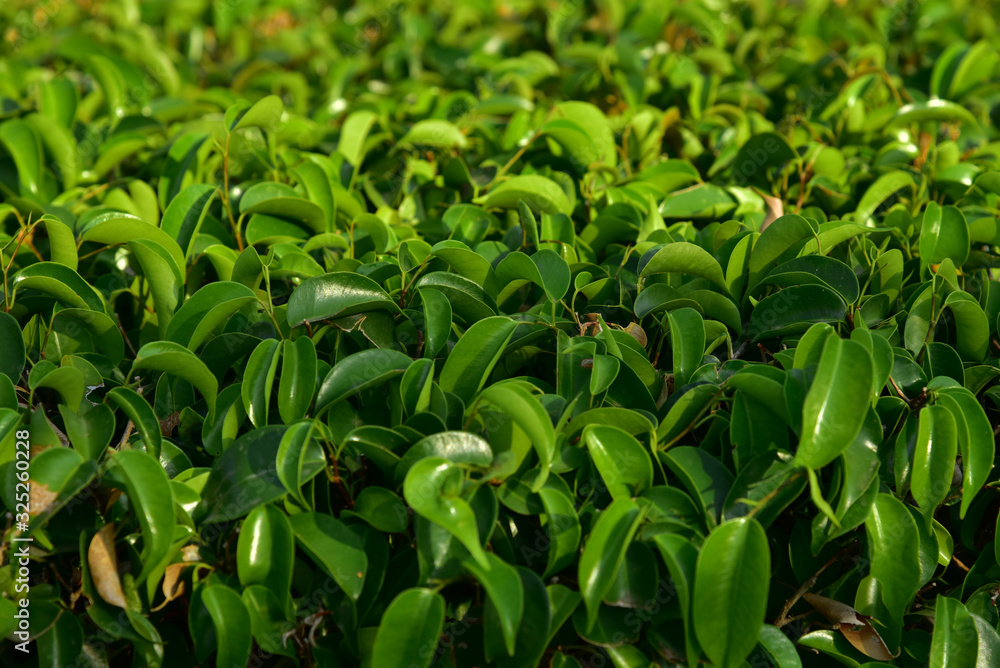 Banyan bush full frame is very green and fresh. Banyan bush full frame is very green and fresh.