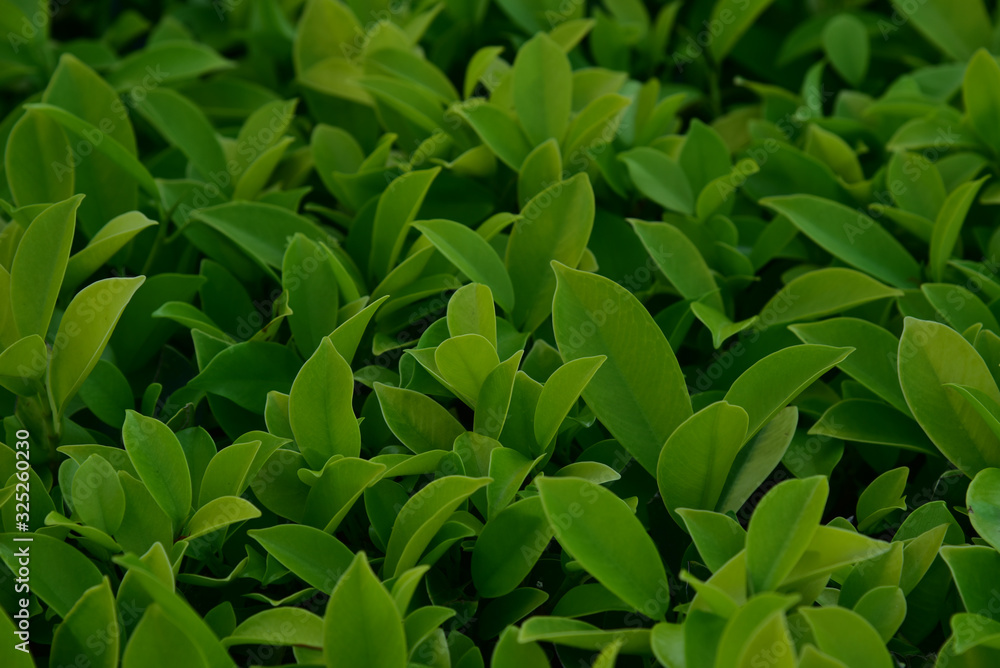 Banyan bush full frame is very green and fresh. Banyan bush full frame is very green and fresh.