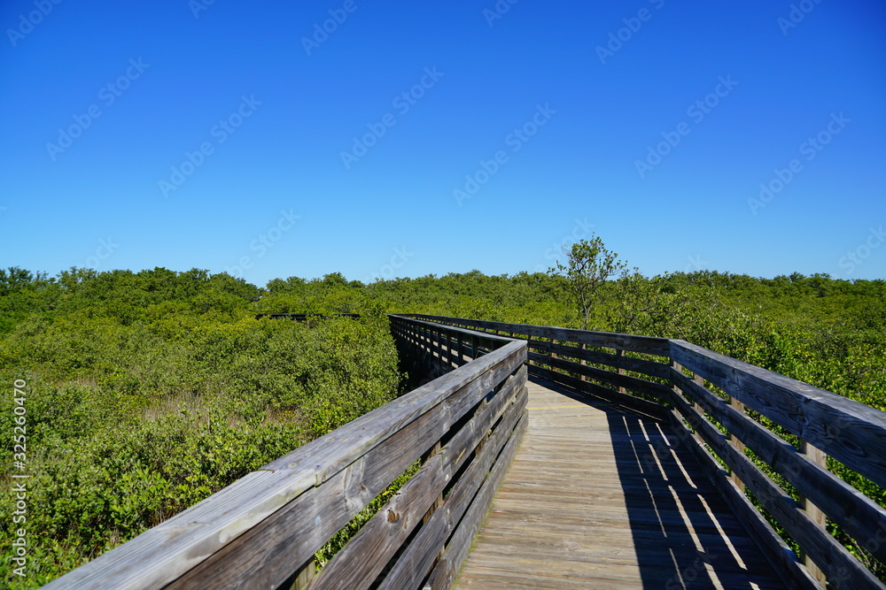 boardwalk crossing the swamp tree
