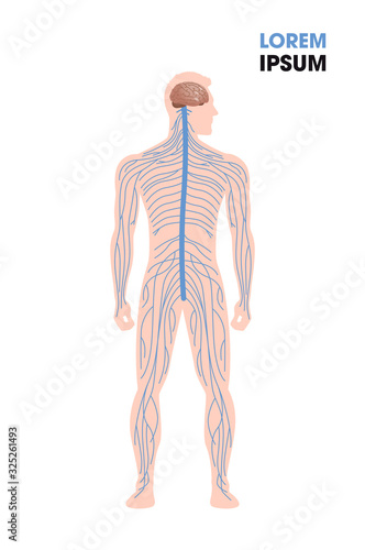 human nervous system parasympathetic sympathetic nerves connected inner organs through brain and spinal cord medical poster full length flat vertical copy space vector illustration
