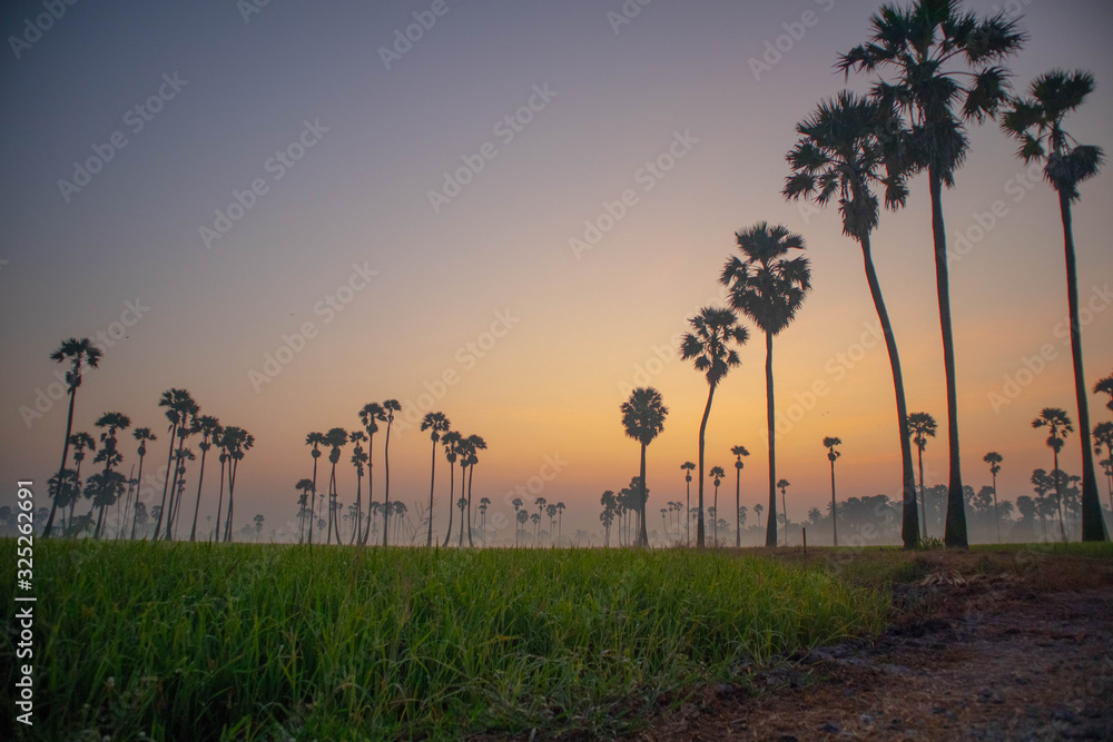 The sun shines in the morning in the rice paddy fields that are lush rice and palm trees