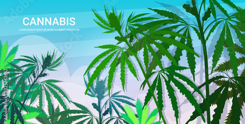 hemp industrial plantation medical cannabis or marijuana leaves background drug consumption concept horizontal copy space vector illustration