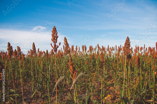 sorghum bicolor milho-zaburro mapira massambala plantation photo