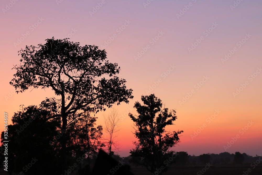 The silhouette of a tree with the twilight sky