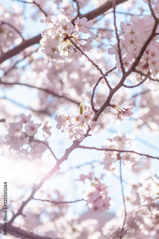 目黒川の桜