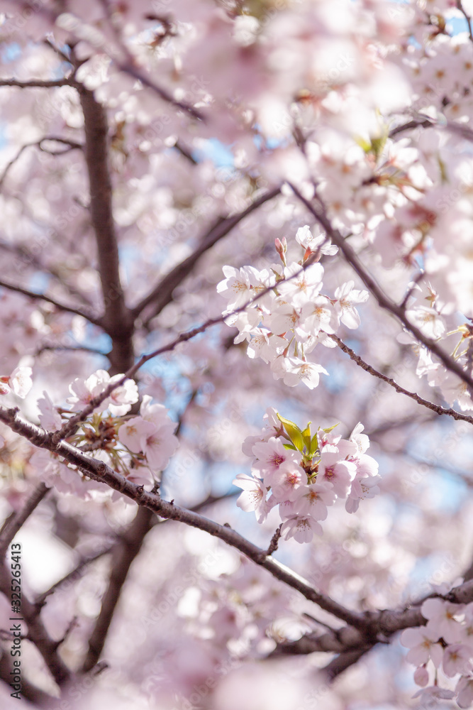 目黒川の桜