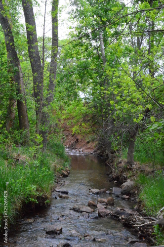 stream in the forest