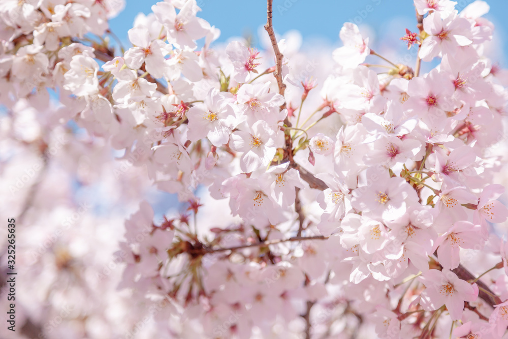 目黒川の桜