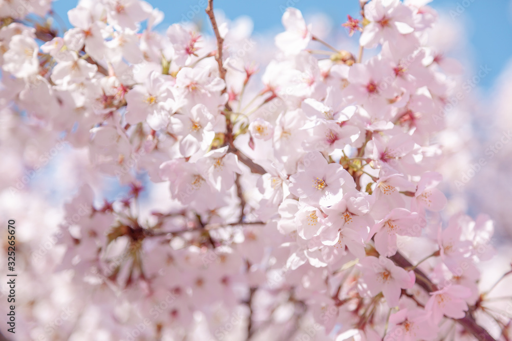 目黒川の桜