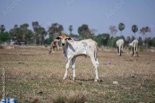 Fototapeta Naklejka Na Ścianę i Meble -  cute baby cow stand on rice field and look at the camera