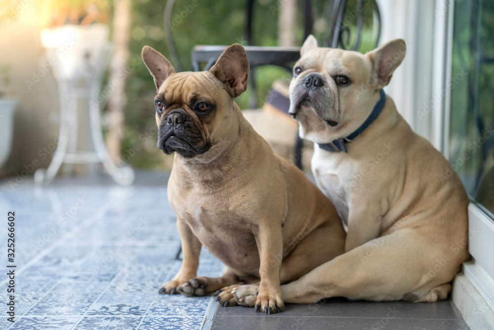 Two french bulldog sitting at the balcony in morning.