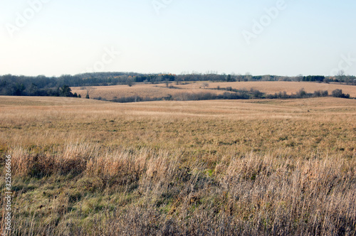 Yellow corn field