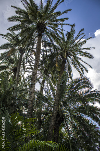 Luscious Palm Trees
