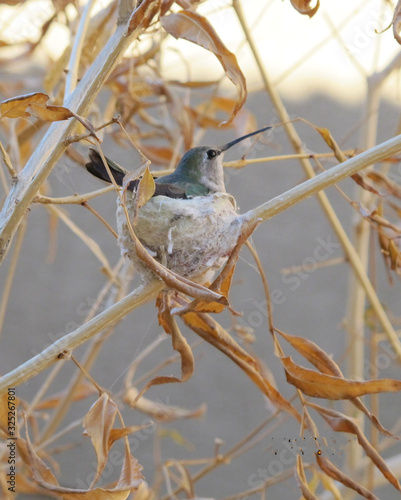 Humming bird sitting on its next in our yard.