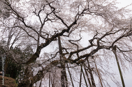 奥山田の枝垂れ桜／愛知県岡崎市