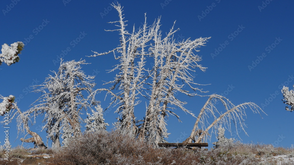 Fototapeta premium Standalone snow covered coniferous pine tree 