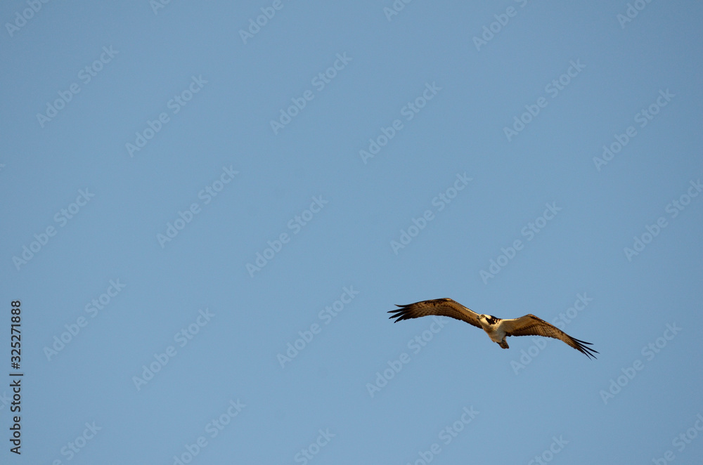 Obraz premium ミサゴ