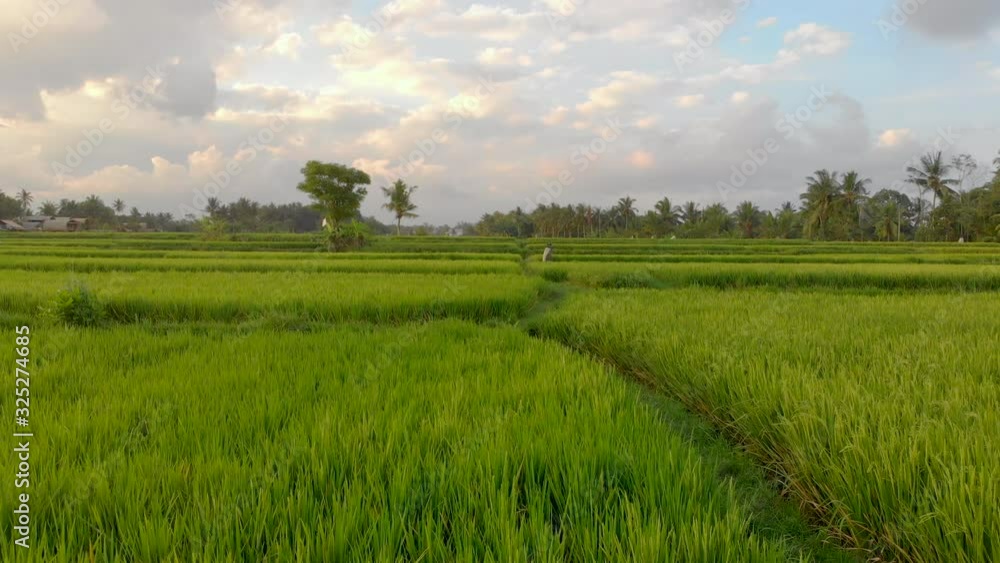 Aerial shot of a beautiful rice field during sunset. Travel to South East Asia concept Aerial shot of a beautiful rice field during sunset. Travel to South East Asia concept