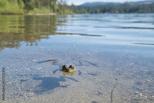 View of Sproat Lake provincial park during the summer season, frog in the lake, Vancouver Island, BC, Canada © Dasya - Dasya
