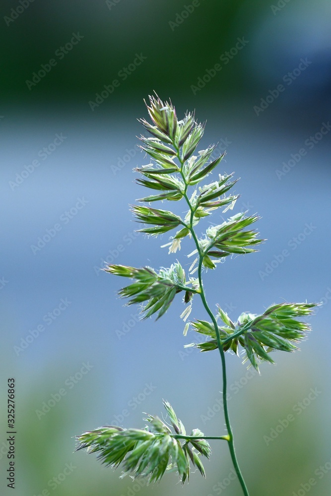 Green grass close up beautifully illuminated by sunlight. Summertime. Macro photography Green grass close up beautifully illuminated by sunlight. Summertime. Macro photography