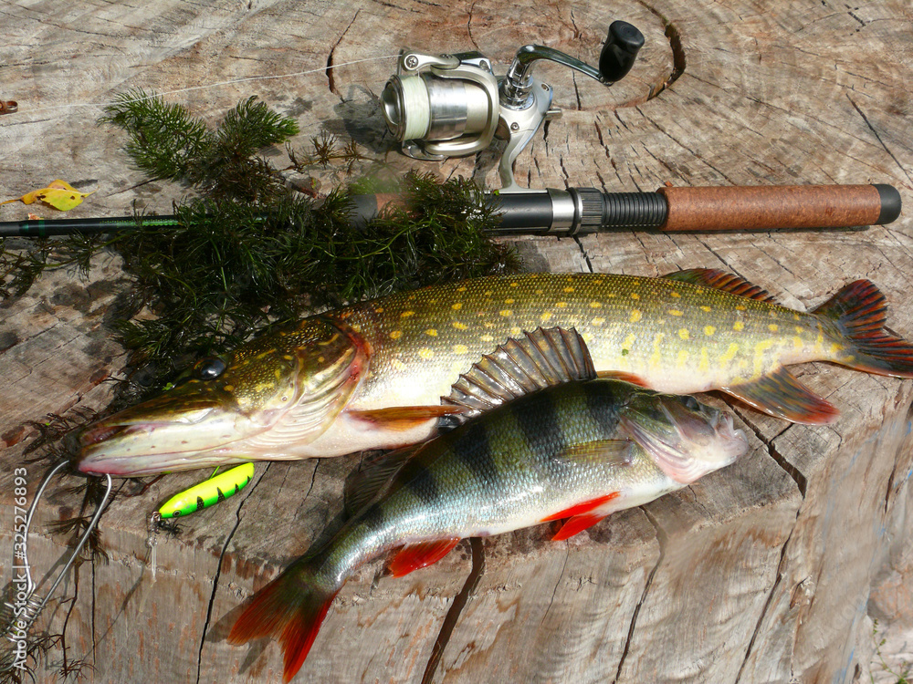 Pike, perch and spinning rod on a tree stump. Pike, perch and spinning rod on a tree stump.