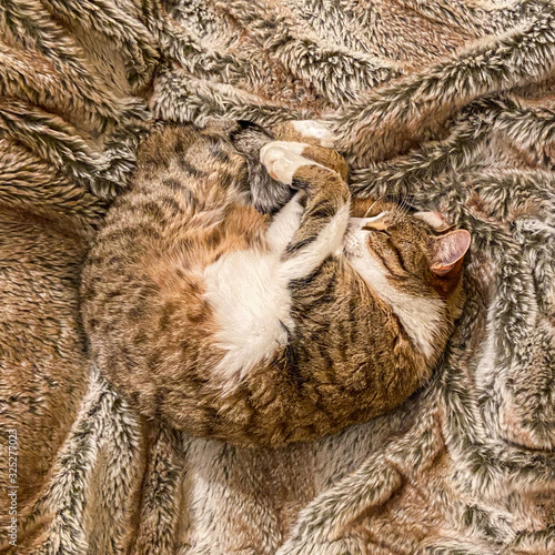 chat dormant en rond sur une couverture photo