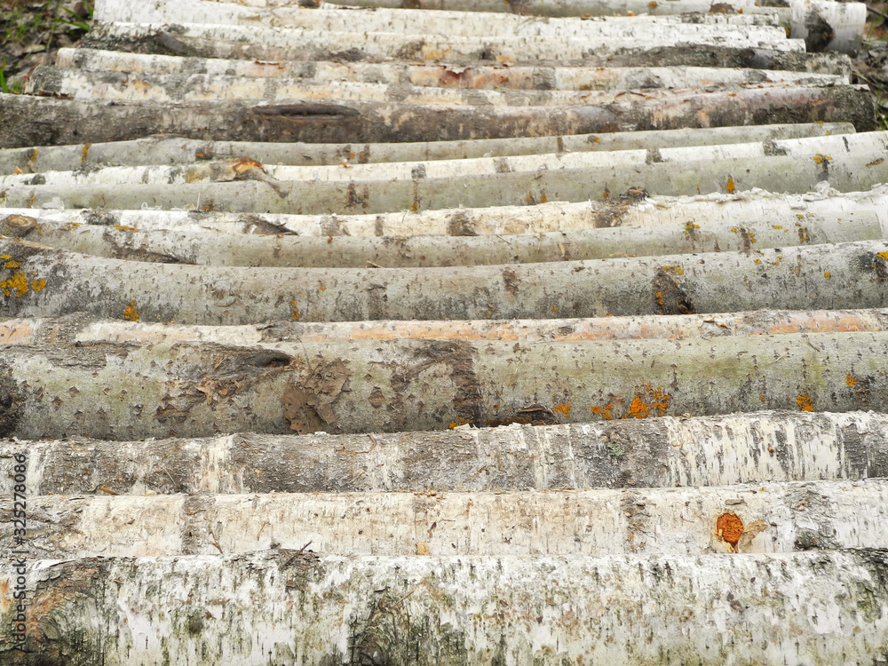 Path from aspen and birch logs