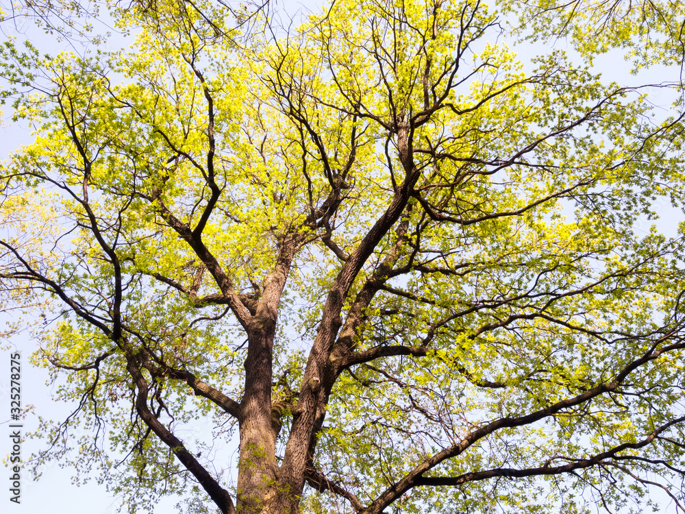 Oak tree in the spring forest on blue sky Oak tree in the spring forest on blue sky